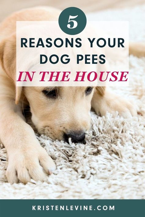 Dog Pee On Carpet, Cleaning Dog Pee, Dog Pee Smell, Pee Stains, Pee Smell, Dog Pee Pads, Dog Remedies, Dog Urine, Dog Smells