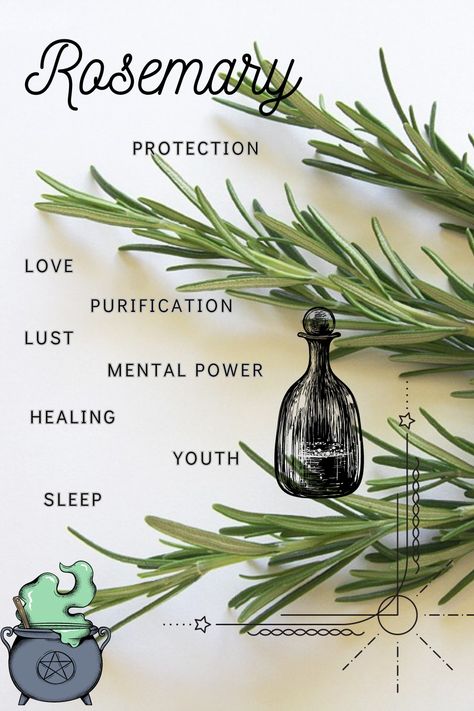 Rosemary Properties Magic, Rosemary Magical Properties, Rosemary Properties, Curse Breaking, Benefits Of Rosemary, Memory Improvement, Rosemary Tea, Rosemary Plant, Green Magic