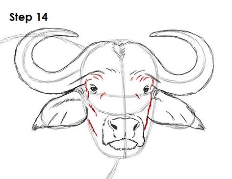 Buffalo Drawing, Bull Drawing, Animal Tutorial, Buffalo Painting, Cape Buffalo, Buffalo Animal, Buffalo Art, African Buffalo, Cow Drawing