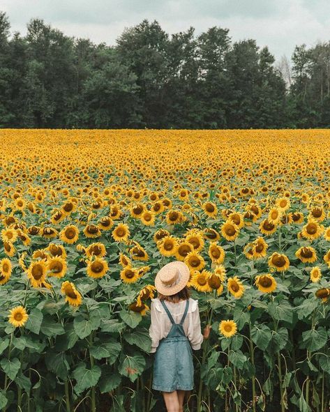 Sunflower Field, Toronto Ontario, Ontario, Toronto, Sunflower, Festival, On Instagram, Instagram