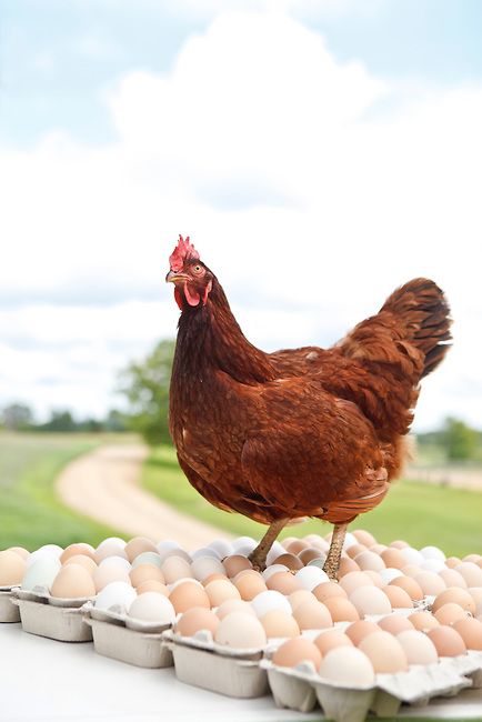 Rhode Island Red Hen, Photo Farm, Best Laying Chickens, Farm Illustration, Leghorn Chickens, Laying Chickens Breeds, Best Egg Laying Chickens, Hen Farm, Laying Chickens