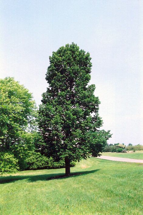 Click to view a full-size photo of Sentry Linden (Tilia americana 'Sentry') at Canyon Creek Nursery Tilia Americana, Human Traffic, Billings Montana, Full Size Photo, Hill House, Deciduous Trees, Tree Drawing, House On A Hill, Landscaping Plants