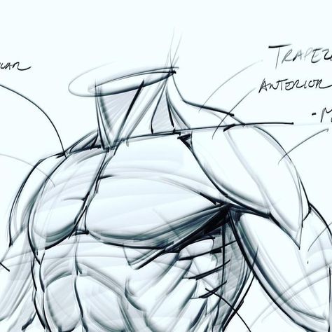 Drawing Pectorals, Pecs Anatomy, Pecs Reference, Linework Doodles, Chest Anatomy, Muscles Drawing, Chest Drawing, Body Muscle Anatomy, Morning Sketch