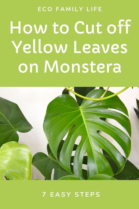 Cut yellow leaves off monstera using sharp and clean secateurs. Wear gloves and long sleeves to protect your skin and trim off the leaf ½ an inch from the base of the stem. Cut the leaf at a 45 degree angle to make it less likely that water will sit on the cut. Monstera Plant Care, Chicken Manure, 45 Degree Angle, Monstera Plant, Photosynthesis, Yellow Leaves, Plant Needs, Plant Food, Monstera Leaf