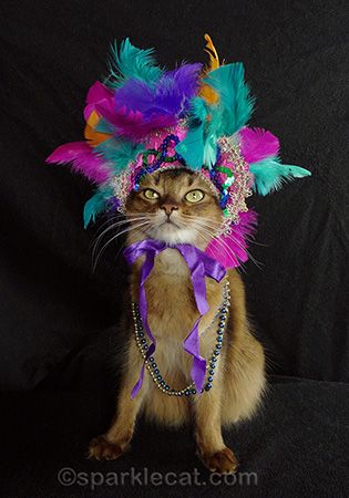 Summer Samba wishes everyone a happy Mardi Gras!  ^[r] Laissez le bon temps rouler! Grumpy Cat Christmas, Cat Holidays, Envelope Card, Dog Costumes, Pet Holiday, Cat Costumes, Graphic Design Software, Grumpy Cat, Design Software