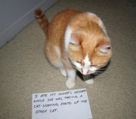 Caturday funnies — cat shaming edition | bluebird of bitterness Cat Shaming, Animal Shaming, Funny Cat Photos, Dog Shaming, Bad Cats, Silly Animals, Funny Animal Memes, Silly Cats, Crazy Cat Lady