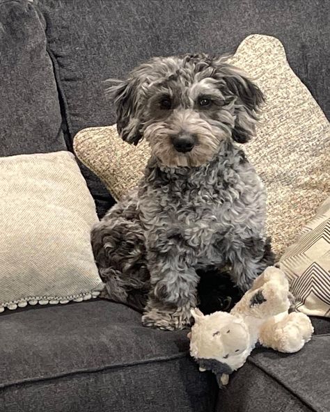 Tony the blue merle mini goldendoodle Blue Merle Goldendoodle, Merle Goldendoodle, Mini Poodles, Mini Goldendoodle, Golden Doodle, Blue Merle, Grey Coat, Lynx, Goldendoodle