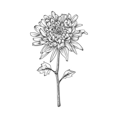 Mum Flowers Tattoo, Flower And Leaves Drawing, Tatouage Haida, Chrysanthemum Flower Drawing, Crisantemo Tattoo, Chrysanthemum Drawing, Chrysanthemum Flower Tattoo, Dahlia Tattoo, Mum Tattoo