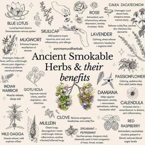 Smokeable Herbs, Herbs And Their Benefits, Smokable Herbs, Dream Herbs, Magia Das Ervas, Magic Herbs, Magical Herbs, Witch Spell Book, Herbal Healing