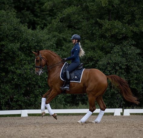 Horse Riding School, Horsey Life, Show Jumping Horses, Equestrian Aesthetic, Horse Riding Clothes, Beautiful Horse Pictures, Equestrian Lifestyle, English Riding, Sport Horse