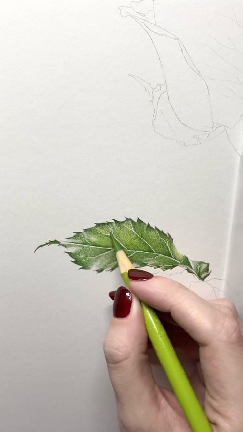 Color Pencil Illustration Simple, Rose Leaves Drawing, Strawberry Leaves, Color Pencil Illustration, Faber Castell Polychromos, Rose Leaf, Colored Pencil Tutorial, Colored Pencil Techniques, Caran D'ache