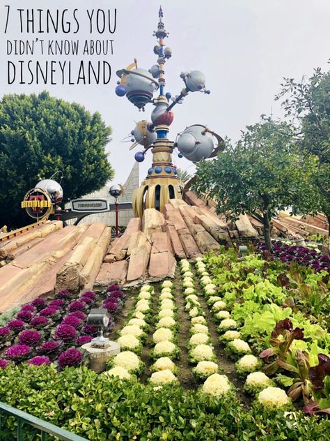 7 Things You Didn't Know About Disneyland! - In Fine Taste Disneyland Landscaping, Bill Evans, Edible Landscaping, Traditional Garden, Orange Tree, Plant Supports, Disney Vacation, Flower Stands, Sea World