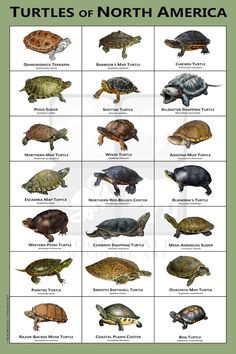 Turtles of North America Art Print / Field Guide - Etsy Water Turtles, Common Snapping Turtle, Spotted Turtle, Midwest Art, Alligator Snapping Turtle, Freshwater Turtles, Eastern Box Turtle, Wood Turtle, Turtle Pond