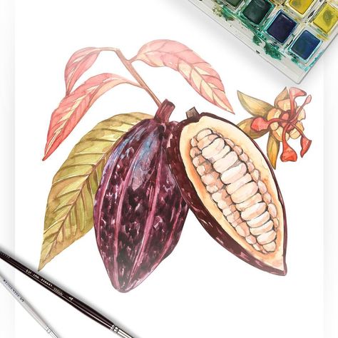 Cacao beans #chocolate #cacao #watercolor #ilustration Cocoa Plant, Cocoa Fruit, Cacao Fruit, Camels Art, Chocolate Packaging Design, Cacao Beans, Food Graphic Design, Fruit Painting, Theobroma Cacao