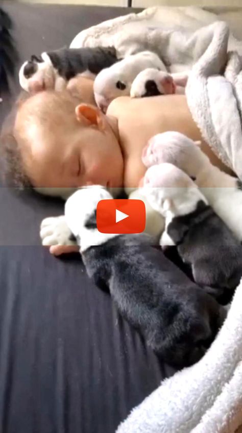 ▷ ▷ Puppies
  Australian Shepherd Puppies
  German Shepherd Puppies
  Pitbull Puppies
  Rottweiler Puppies
  Bulldog Puppies
  Cute Dogs
  Cute Animals
  Cute Baby Animals
  cute baby animals videos puppies cutest dogs
  Cute baby kittens
  Baby dogs
  Cute puppy
 ,