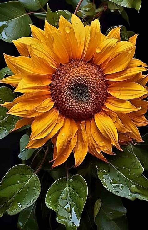 Delightfully Manic Ceramic Sunflower, Growing Sunflowers, Lovely Good Morning Images, Sunflowers And Daisies, Sunflower Pictures, Still Life Flowers, Sunflower Garden, Sunflower Wallpaper, Sunflower Art