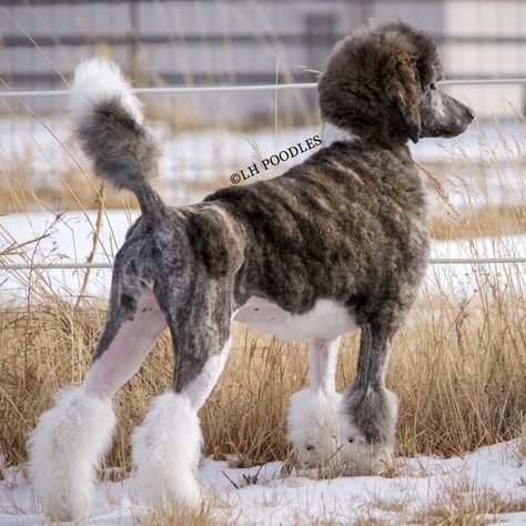 Bijou | Brindle Poodle | Le Harrell's Standard Poodles Brindle Poodle, Parti Poodle, Fit Dogs, Toy Dogs, Standard Poodles, Dog Info, Mixed Breed Dogs, Service Dog, Standard Poodle