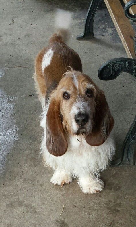 Basset Dog, Basset Puppies, Petit Basset Griffon Vendeen, Basset Hound Puppy, Hound Puppies, Hound Dogs, Bassett Hound, Basset Hound Dog, Basset Hounds