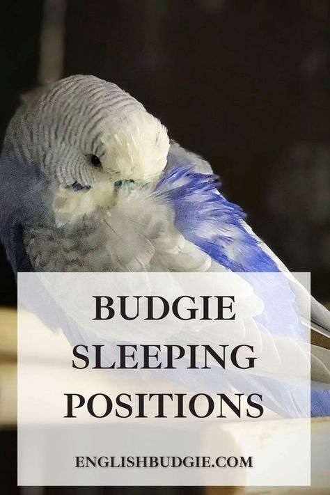 Budgie Sleeping Positions English Budgie, Sleeping On The Floor, Budgies Bird, Sleep On The Floor, Parakeets, Very Tired, Sleeping Positions, Pet Bird, Nap Time