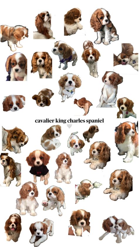 🤍🤍🤍🤍🤍🤍🤍🤍🤍🤍🤍🤍🤍 Cocker Spaniel Puppies King Charles, Cavalier King Spaniel, King Spaniel, Cavalier King Charles Dog, King Charles Dog, King Charles Cavalier Spaniel Puppy, Super Cute Puppies, Cocker Spaniel Puppies, Very Cute Dogs