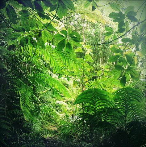 Jungle. Lush green foliage in tropical jungle , #Ad, #green, #Lush, #Jungle, #jungle, #tropical #ad Rainforest Aesthetic, Jungle Image, Pencil Test, Jungle Tropical, Wild Plants, Green Foliage, Fantastic Beasts, Lush Green, Graphic Design Logo