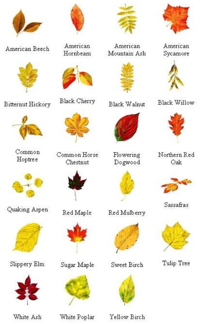 Victorian Lifestyle: Fall Activities Tree Leaf Identification, Identifying Trees, Types Of Leaves, Leaf Identification, Tree Id, Horse Flowers, Tree Identification, Slippery Elm, Fall Coloring Pages