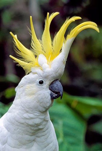 Nigel Rio, Burung Kakatua, White Cockatoo, Australian Parrots, Rio 2, Australian Wildlife, Parakeets, Australian Birds, Parrot Bird