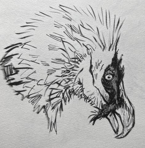 Ink Vulture Sketch, Harpy Eagle, Sketchbook Tour, Illustration Sketchbook, Animal Study, Drawing Studies, Graphic Liner, April 20, Brush Pen