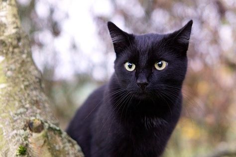 Cat Sneezing, Gato Sphynx, Black Cat Breeds, Gato Calico, Chat Sphynx, Black Cat Appreciation Day, Koci Humor, Cat With Blue Eyes, American Shorthair