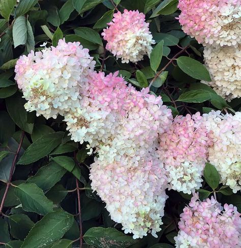 Hydrangea paniculata ‘Grandiflora’ – a classic large shrub Hydrangea Paniculata Grandiflora, Pee Gee Hydrangea, Hydrangea Varieties, Soil Texture, Panicle Hydrangea, Rare Seeds, Hydrangea Paniculata, Rosy Pink, Hardy Plants