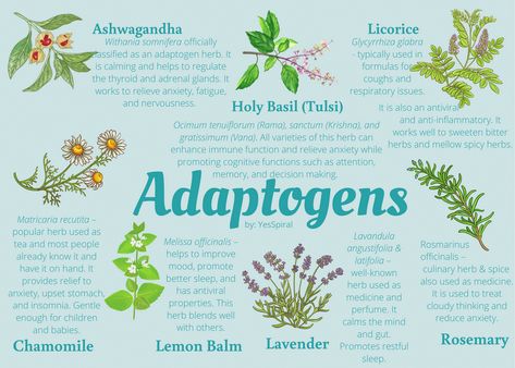 Herbs For Protection, Medicinal Wild Plants, Herbs List, Magic Herbs, Essential Oils Herbs, Adaptogenic Herbs, Magical Herbs, Herbal Apothecary, Stunning Hairstyles