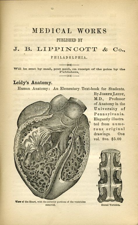 Old Medical Practices, 1800s Medical Aesthetic, 19th Century Doctor, Smiley Horror, Notebook Images, Medical Funny, Vintage Medical Art, Notion Setup, Anatomy Book