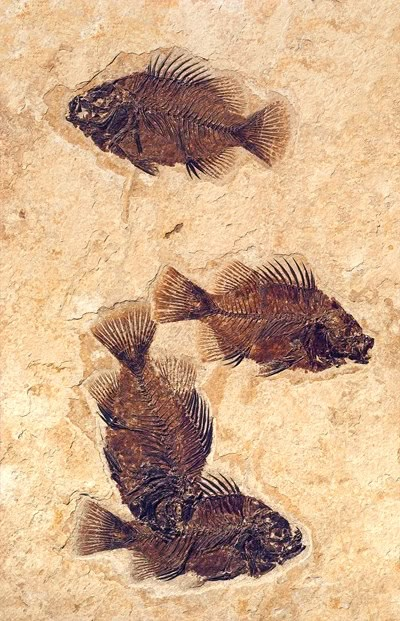 Fossil Art, Fossil Hunting, Fossil Bones, Rocks And Fossils, Fish Fossil, Ancient Animals, Green River, Extinct Animals, Cool Rocks