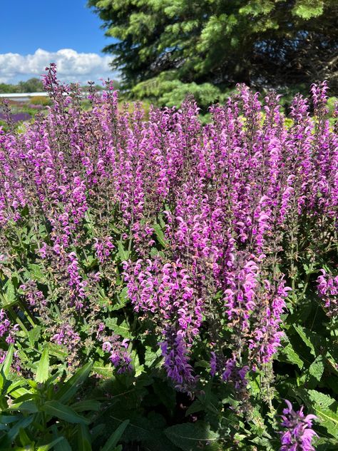 Pink Profusion Salvia, Perennial Salvia, Pink Salvia, Calamagrostis Karl Foerster, Deer Deterent, Proven Winners Perennials, Dark Pink Flowers, Deer And Rabbit, Pink Perennials