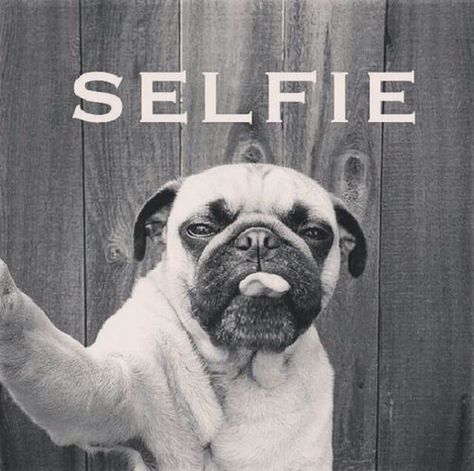 . Anjing Pug, Selfie Sunday, Dog Selfie, A Pug, Pugs Funny, Bitcoin Cryptocurrency, Pug Lover, Cute Pugs, Pug Love