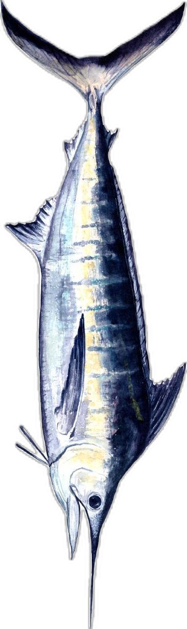 Watercolor illustration by Melissa MacMichael. Gift, painting, fish, ocean fish, marlin, blue marlin, bluemarlin, hudson canyon, sportfish, sportfishing, atlantic, atlantic wildlife, original art, handpainted, water color, ocean theme, nautical, marine, wildlife art, ocean art, license, textile, fish illustration, scientific illustration, father, fathers day, dad, fishing, billfish, pelagic, sealife, fish art. Marlin Fish Drawing, White Marlin Tattoo, Marlin Painting, Blue Marlin Drawing, Blue Marlin, Watercolor Fish, Fish Illustration, Ocean Fishing, Sport Fishing