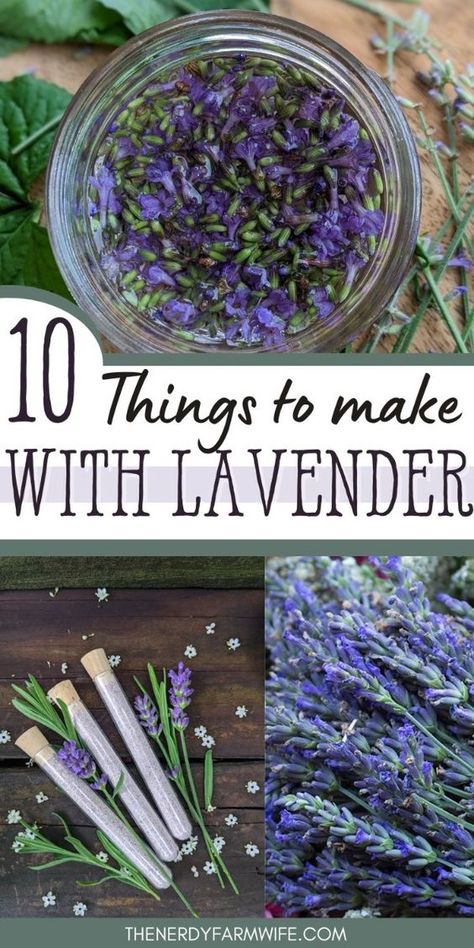 Here are 10 useful and pretty things that you can make with lavender. I’ve also included a FREE Lavender “Cheat Sheet” as a helpful reference you can use when growing, harvesting, and making lavender goodies! Preserving Lavender, What To Do With Lavender Plant, Lavender Leaves Uses, Lavender Plant Uses, Lavender Stuff, Lavender Projects, Lavender Business, Lavender Salve, Lavender Plant Care