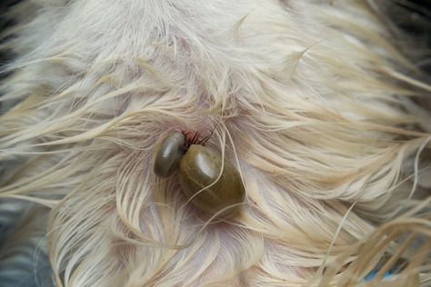 Signs your dog might have a tick bite: symptoms, treatments and prevention | Better Homes and Gardens Tick Bites On Dogs, Tick Bite Symptoms, Wood Tick, Ticks On Dogs, Tick Bite, Tick Prevention, Dog Skin, Dog Barking, Homes And Gardens