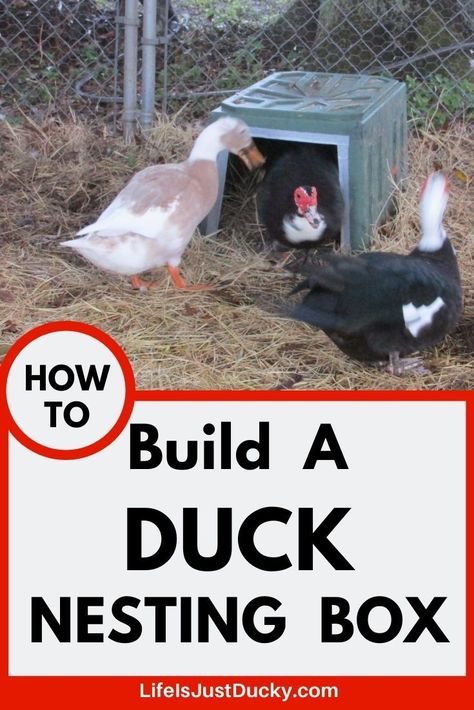 How to make nesting boxes for your chickens or ducks. Easy to make and the results are cleaner eggs and happy ducks. Easy DIY nest boxes. Chicken Coupe Ideas, Duck Nesting Boxes, Nesting Box Ideas, Duck Nesting, Duck Treats, Diy Nest, Nesting Boxes Diy, Duckling Care, Duck House Plans