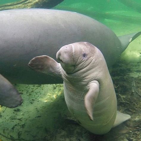 🌊 Explorer Ocean on Instagram: “🌊 My only wish is to meet this manatee in person and give it a hug! So cute!⁠ -⁣⠀﻿⁠ Follow us Today! 👉🏼 @explorer.ocean⁠ Follow us Today!…” Island Aquarium, Baby Manatee, Sea Turtle Art, Sea Cow, Manatees, Silly Animals, Marine Animals, Ocean Creatures, Ocean Animals