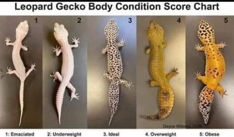 Leopard Gecko Funny, Leopard Gecko Cage, Leopard Gecko Diy, Gecko Cage, Pet Gecko, Leopard Gecko Cute, Leopard Gecko Habitat, Leopard Gecko Tank, Leopard Gecko Care