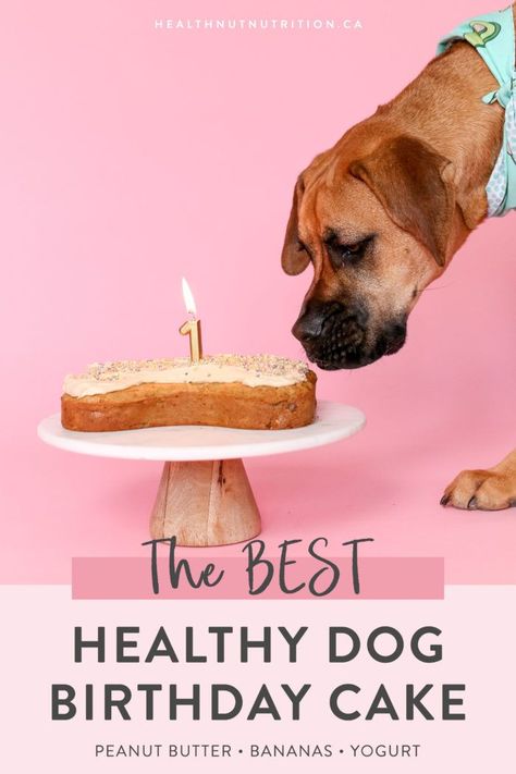 Healthy Dog Cake, Dog Birthday Cake Easy, Dog Cake Recipe Pumpkin, Dog Birthday Cake Ideas, Birthday Dog Cake, Healthnut Nutrition, Dog Cake Recipe, Dog Birthday Cake Recipe, Oats Peanut Butter