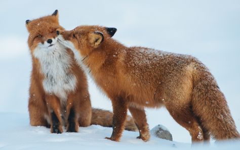 Red Fox Romantic Love Couple Wallpaper HD - Best Wallpaper HD Cute Animals Kissing, Animals Kissing, Prove Love, Red Foxes, Vulpes Vulpes, Regnul Animal, Cat Air, Cuddly Animals, Cute Fox