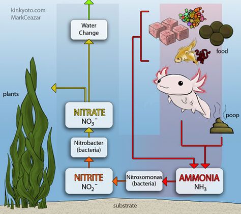 cartoon depicting aquarium nitrogen cycle Axolotl Care, Axolotl Tank, Nitrogen Cycle, Salamanders, Fish Care, Water Dragon, Pet Fish, Saltwater Aquarium, Aquarium Fish Tank