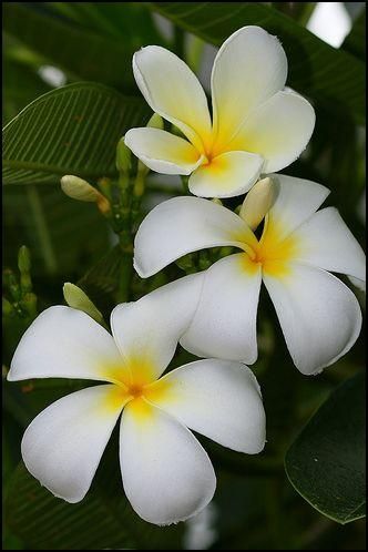 (Plumeria acuminata Air) is a flowering plant cultivated in the Philippines. Known commonly as “kalachuchi,” it is very fragrant. Kalachuchi Tattoo, Kalachuchi Flower, Filipino Flower, Flowers In Philippines, Flowers In The Philippines, Philippine Flowers, Flowers Philippines, Chocoflan Recipe, Fan Ideas