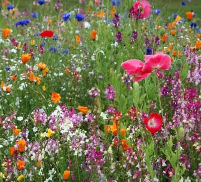 Awesome Gardens, Wildflower Gardens, Habitat Garden, Grow Wildflowers, Sun Perennials, Have Inspiration, Wildflower Garden, Meadow Flowers, Wildflower Seeds