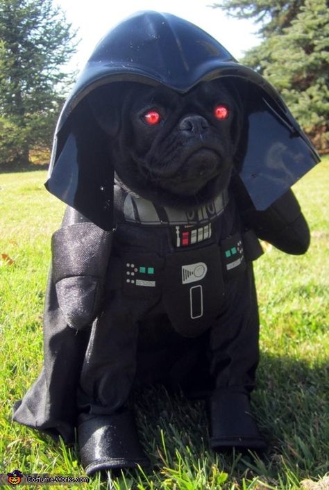 Bark Vader - 2012 Halloween Costume Contest Hilarious Costumes, Diy Pet Costumes, Pet Crochet, Halloween Pets, Dog Outfits, Homemade Costume, Black Pug, Dog Halloween Costumes, Pet Dress