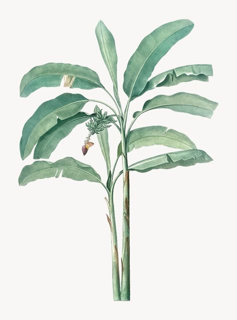 Banana Tree Illustration, Freepik Illustration, Banana Illustration, Leaves Wall Decor, Collage Architecture, Banana Plant, Banana Plants, Architecture Collage, Banana Tree