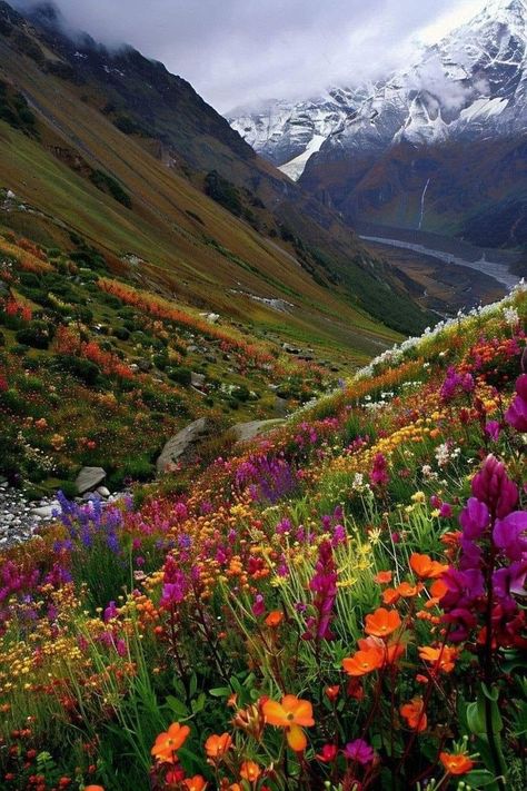 Uttarakhand Valley Of Flowers, Valley Of Flowers India, Valley Of Flowers Painting, India Himalayas, Himalayas India, Colorado Wildflowers, Mountains Aesthetic, Alpine Garden, Valley Of Flowers