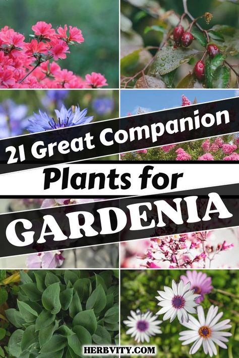 Gardenia Plant Landscapes, Azaleas Landscaping, Gardenia Shrub, Native Plant Landscape, Gardenia Plant, Azaleas Garden, Front Flower Beds, White Gardenia, Companion Plants